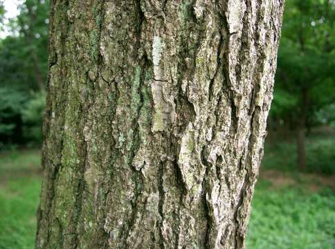 Image of Japanese alder