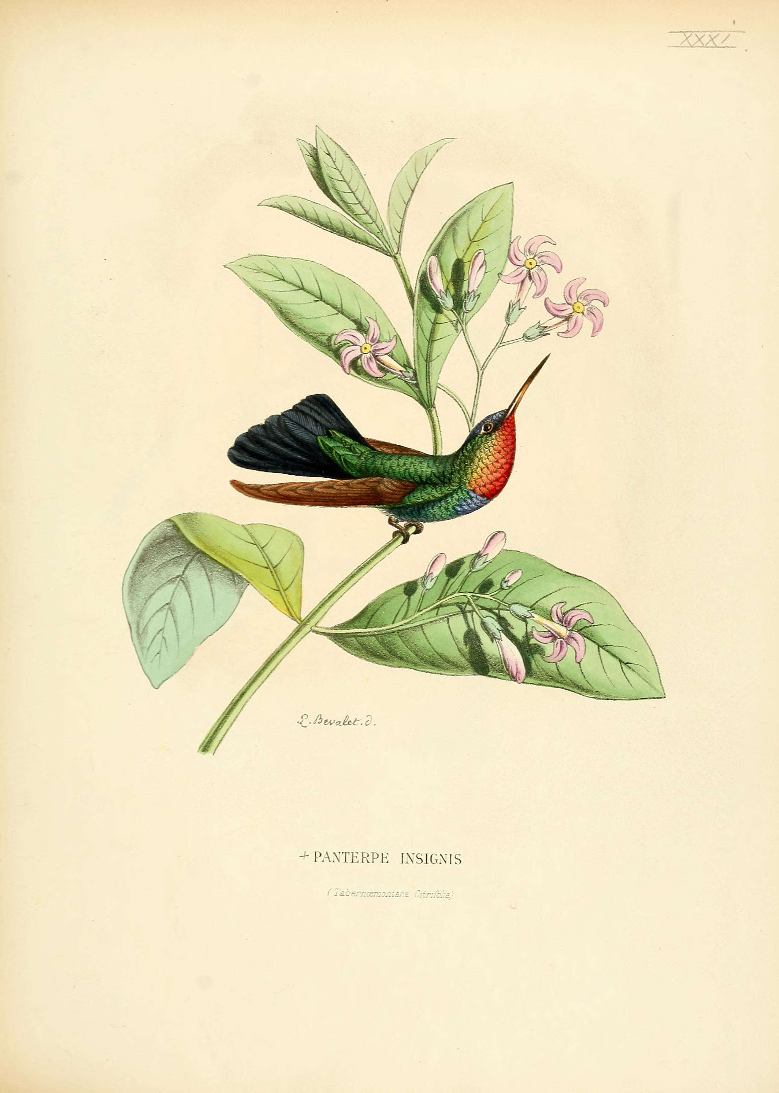 Image of Panterpe Cabanis & Heine 1860