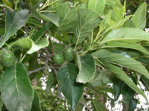 Image of Japanese alder