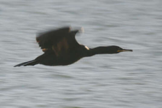 Image of European Shag