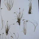 Image of Clustered sedge