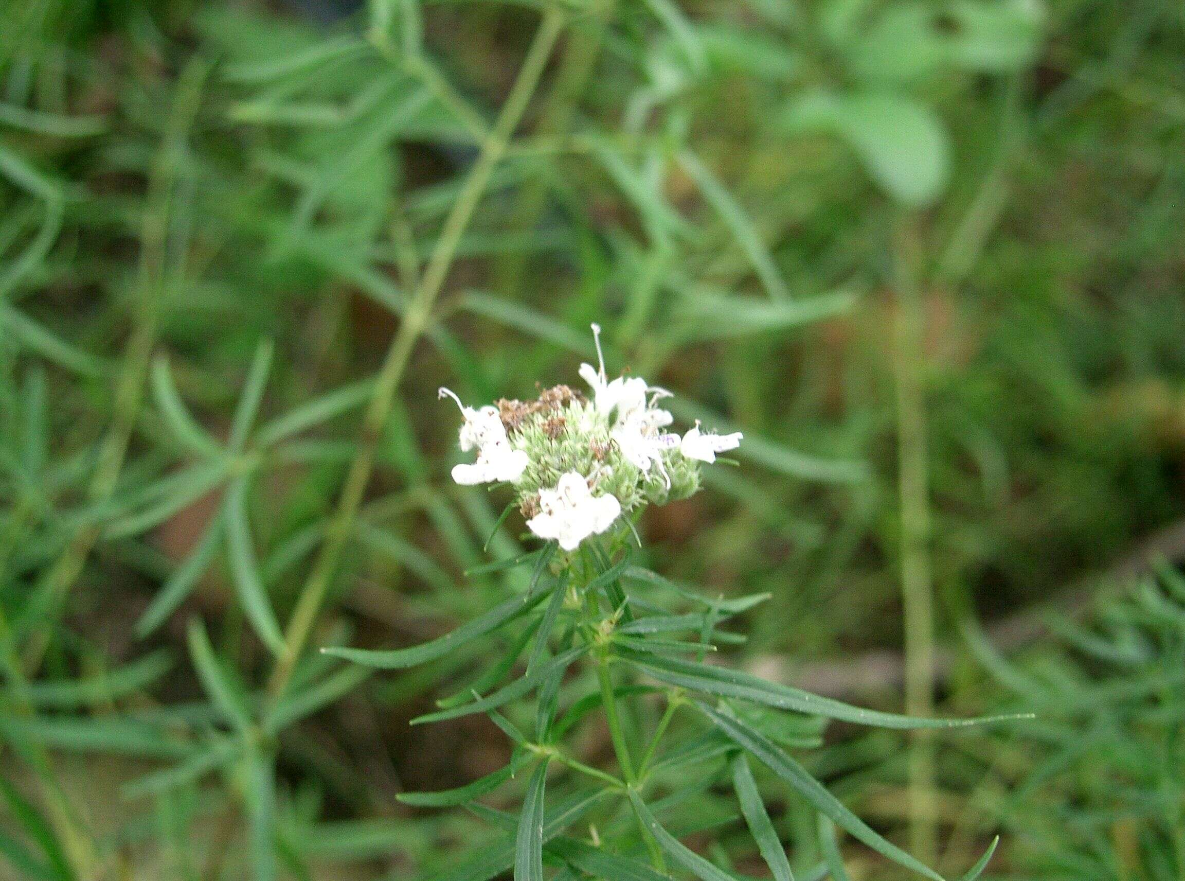 Image of tarragon