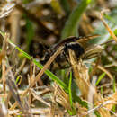 Imagem de Amphimallon occidentale