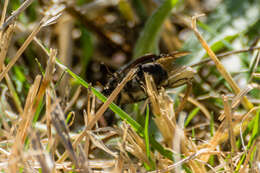 Image of Amphimallon occidentale