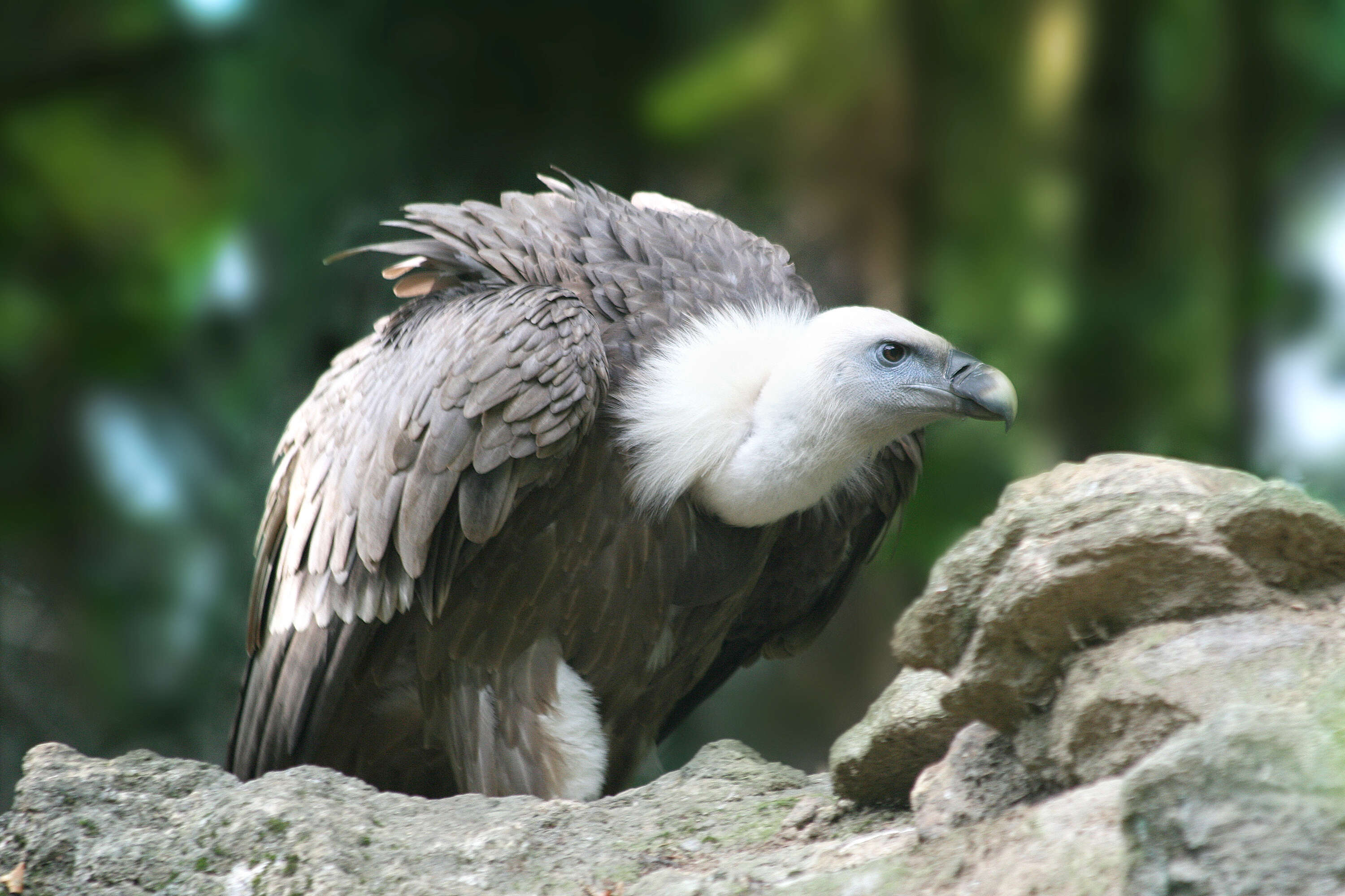 Image of Eurasian Griffon Vulture