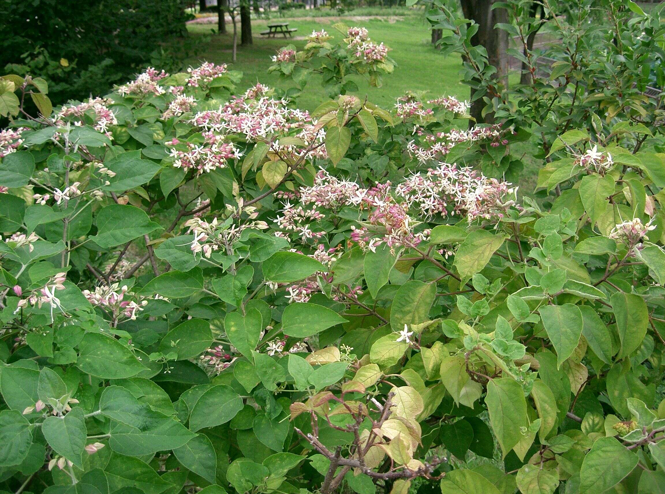 Imagem de Clerodendrum trichotomum Thunb.