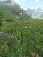 Image of Knautia involucrata Somm. & Lev.