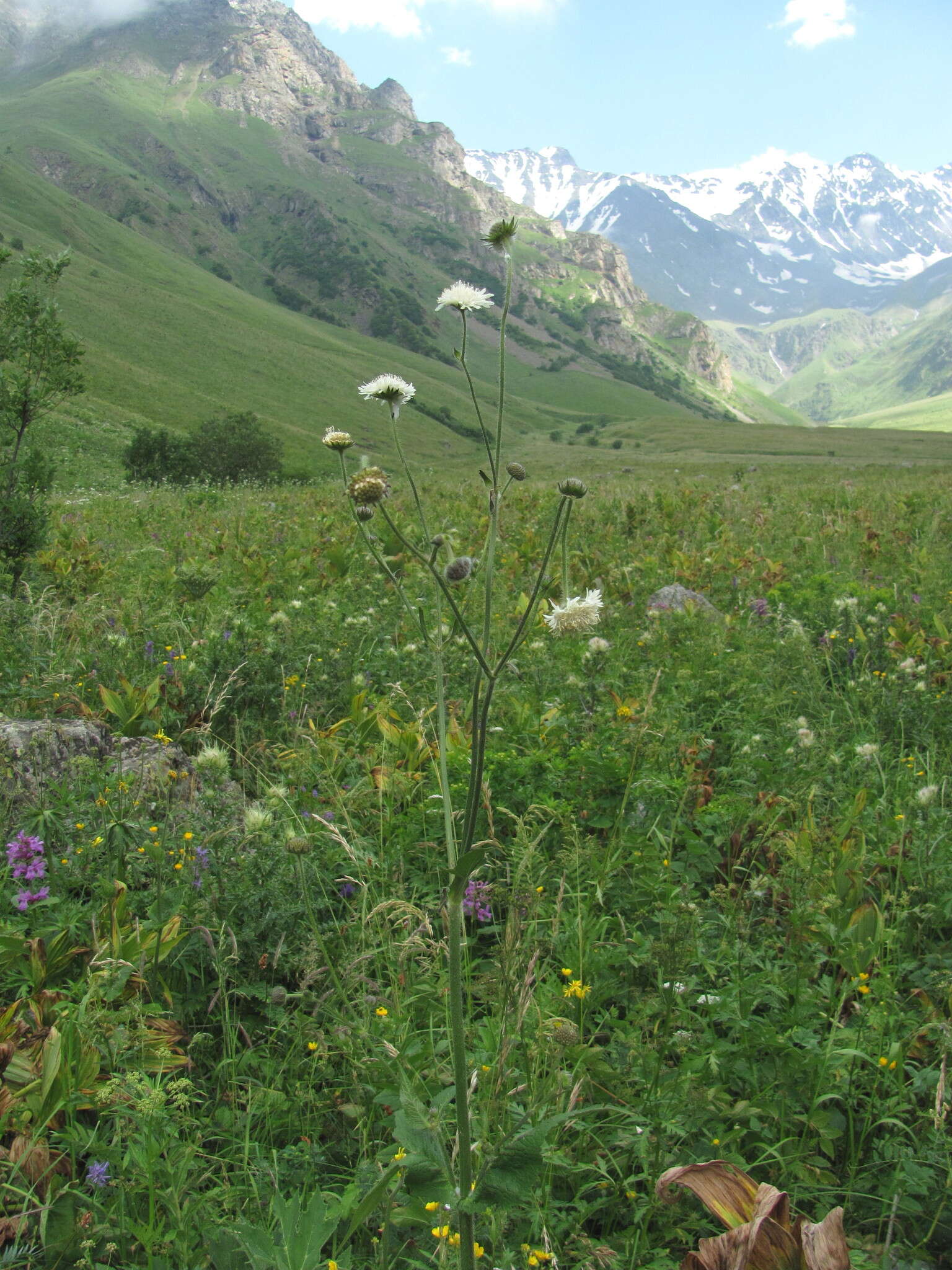 Image of Knautia involucrata Somm. & Lev.