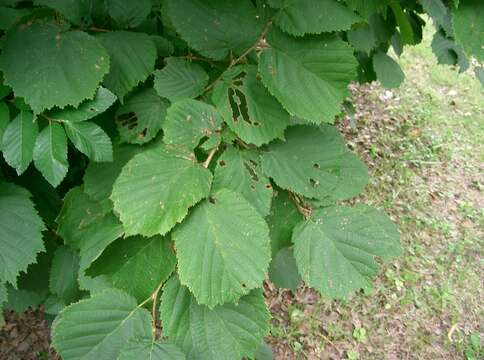 Image of Siberian hazelnut