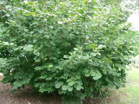 Image of Siberian hazelnut