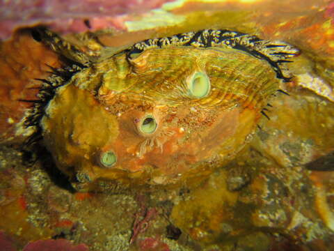 Image of pink abalone