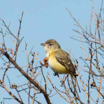 Vireo bellii bellii Audubon 1844 resmi