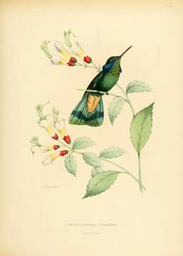 Image of violetear