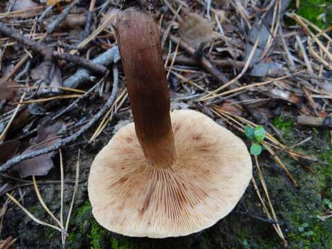 Image of Tricholoma ustale (Fr.) P. Kumm. 1871