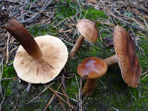 Imagem de Tricholoma ustale (Fr.) P. Kumm. 1871