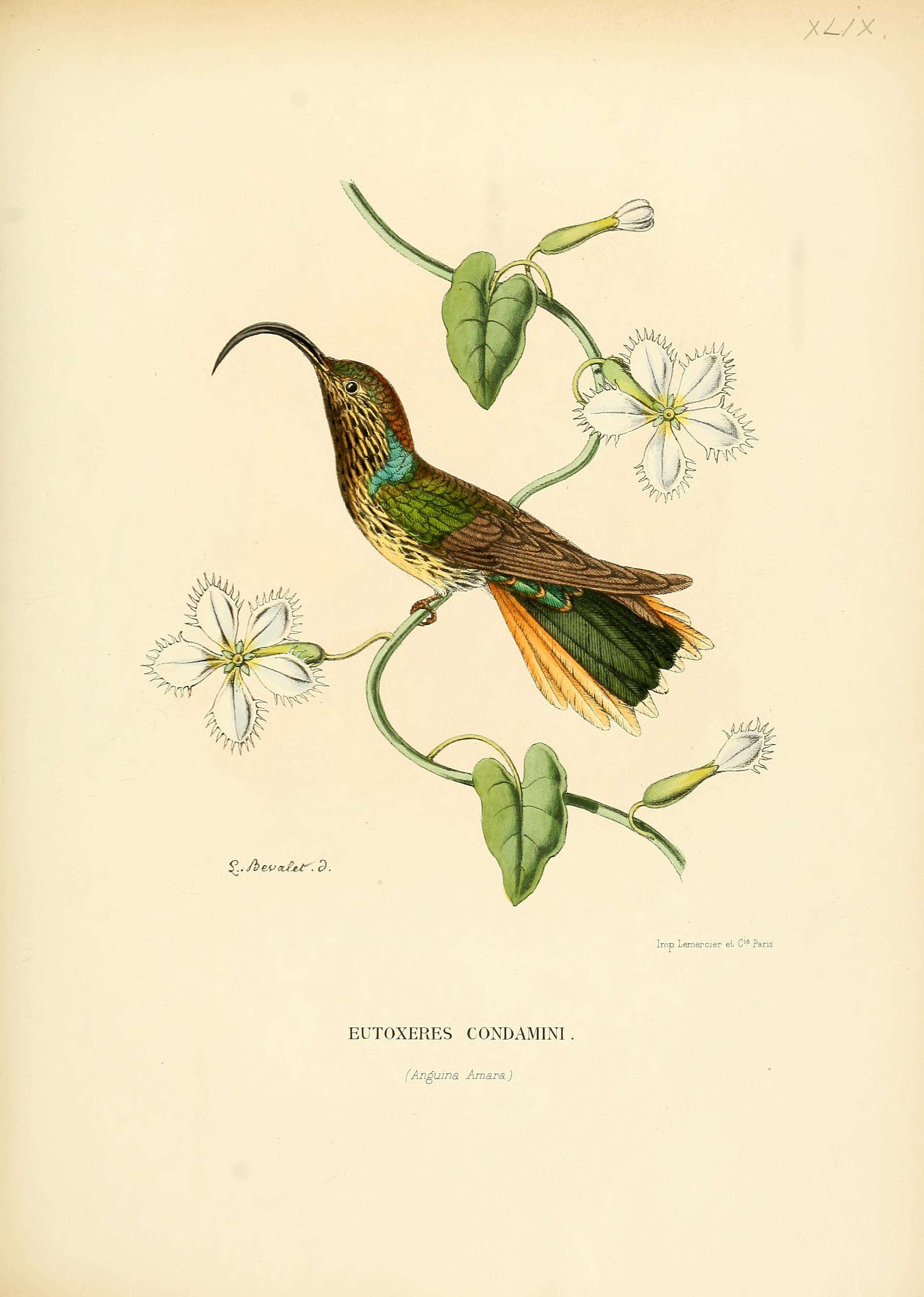 Image of Buff-tailed Sicklebill