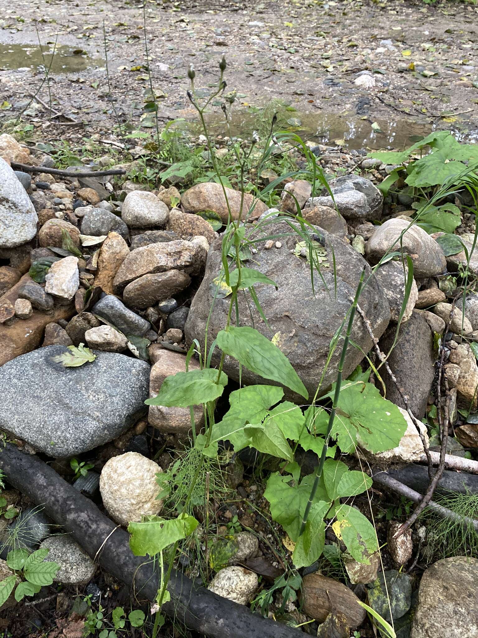 Image of Crepis lyrata (L.) Froel.