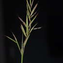 Image of Cymbopogon caesius (Hook. & Arn.) Stapf