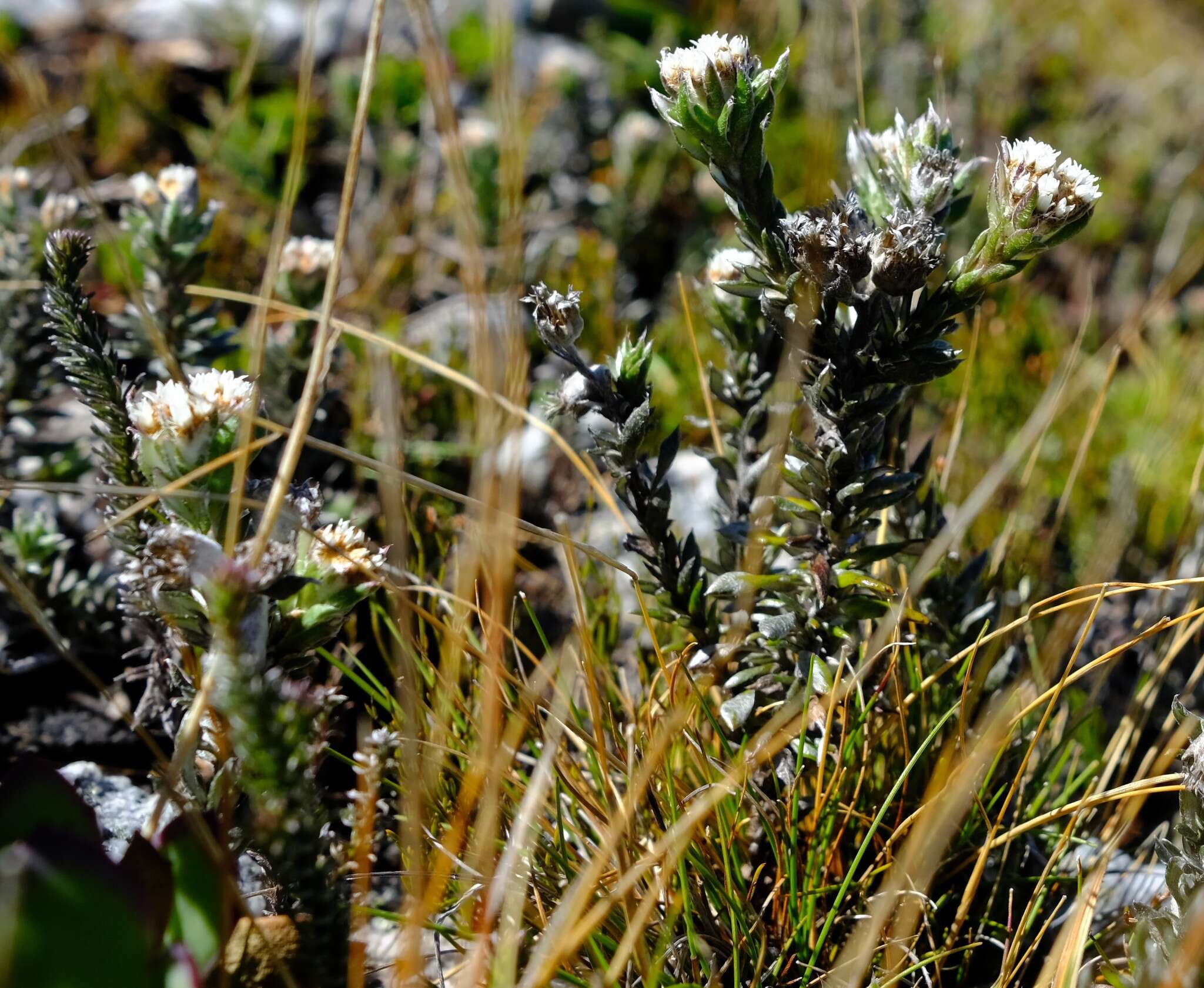 Image of Metalasia alfredii Pillans