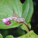 صورة Monolena multiflora R. H. Warner