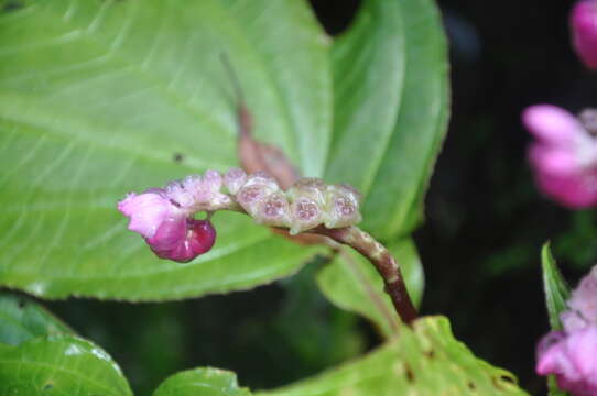 صورة Monolena multiflora R. H. Warner