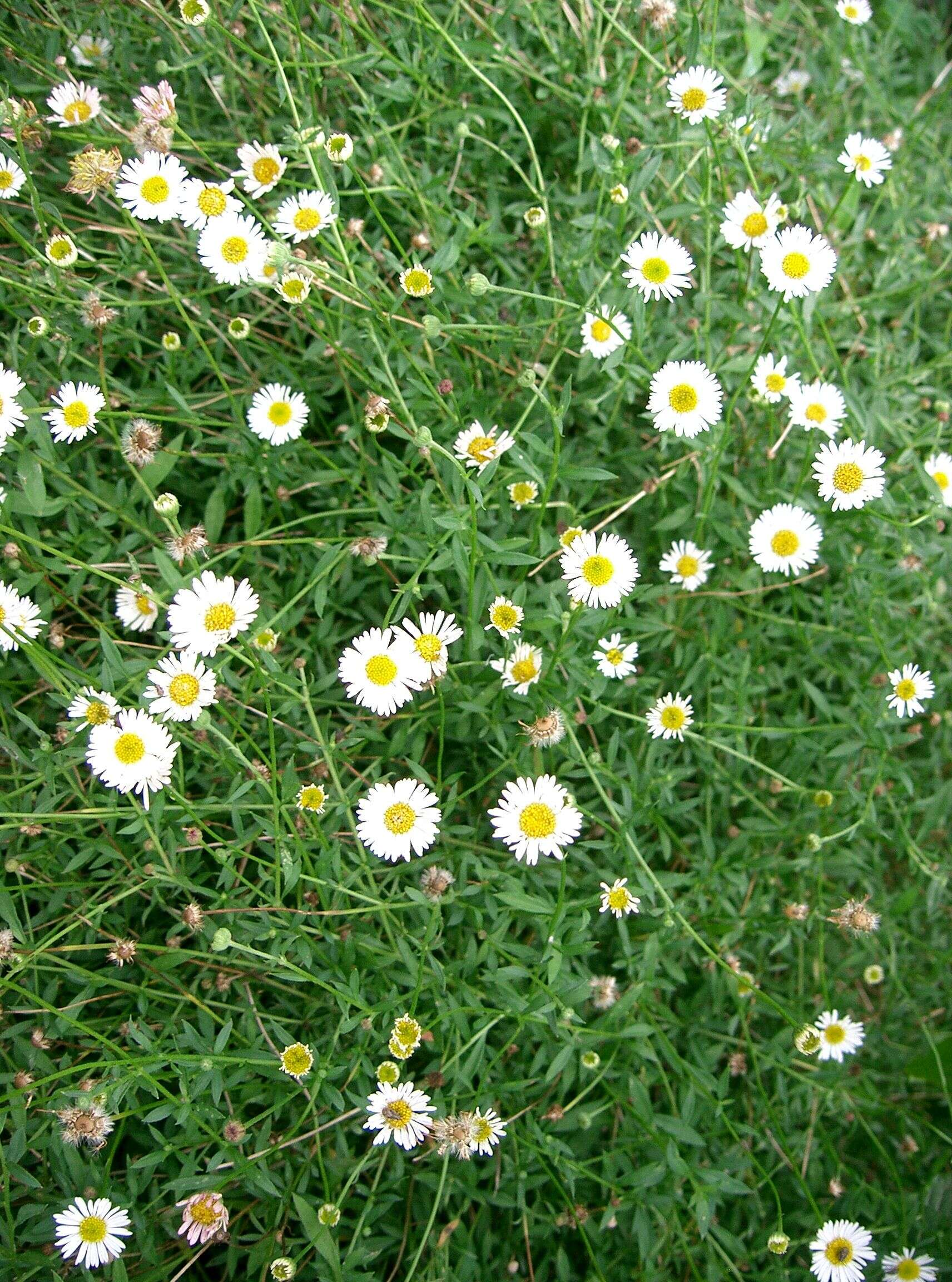 Sivun Erigeron karvinskianus DC. kuva