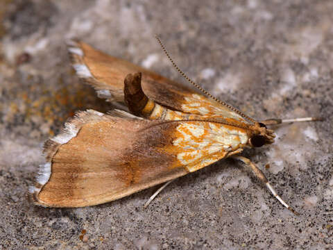 Image of Agrotera nemoralis Scopoli