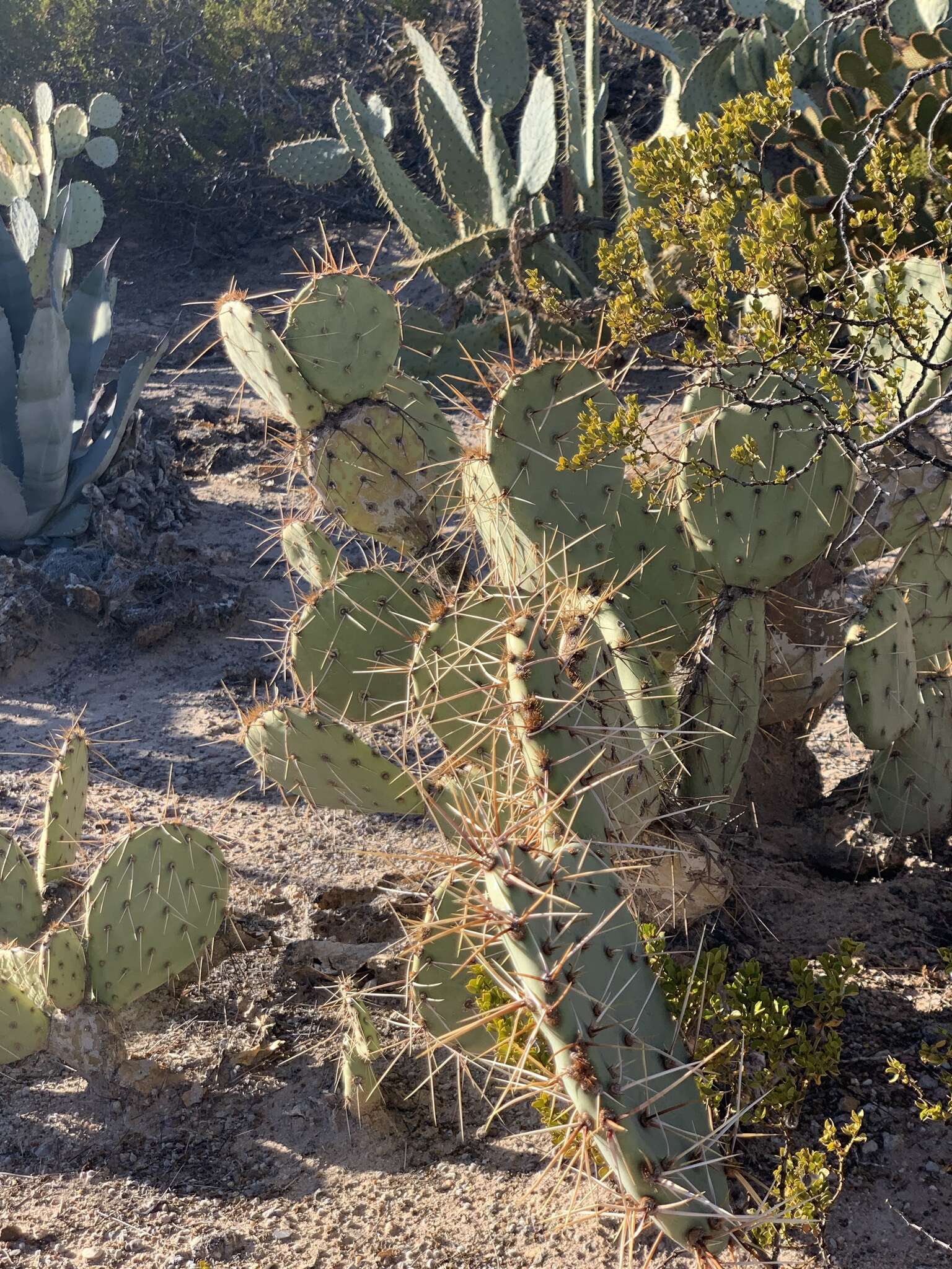Image of Opuntia confusa Griffiths
