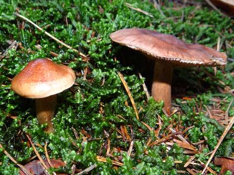 Image of Tricholoma ustale (Fr.) P. Kumm. 1871