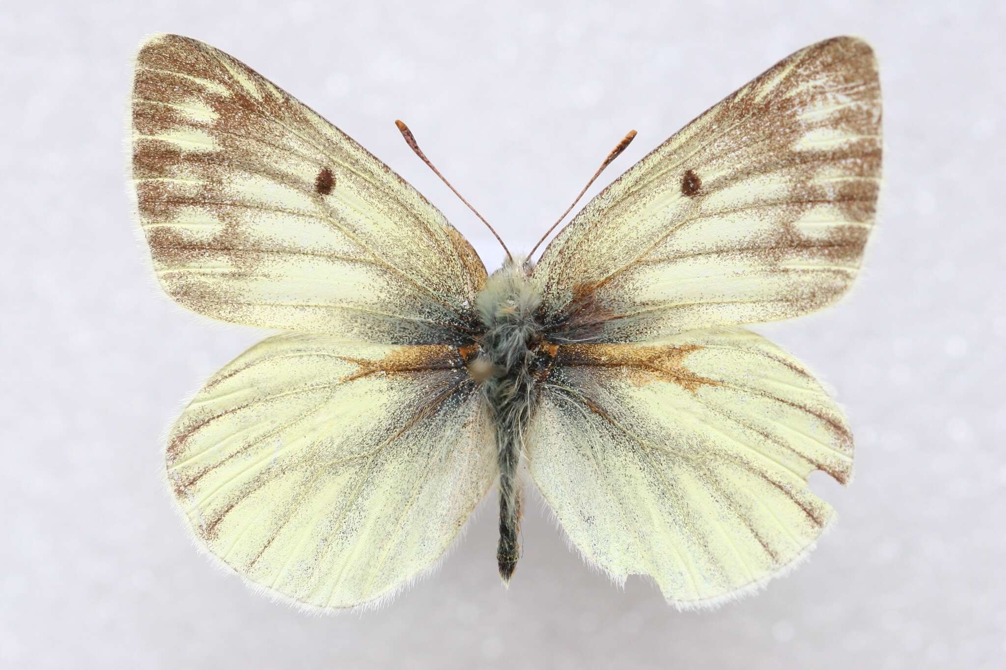 Image of Colias sifanica Grum-Grshimailo 1891