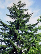 Image of Sakhalin Spruce