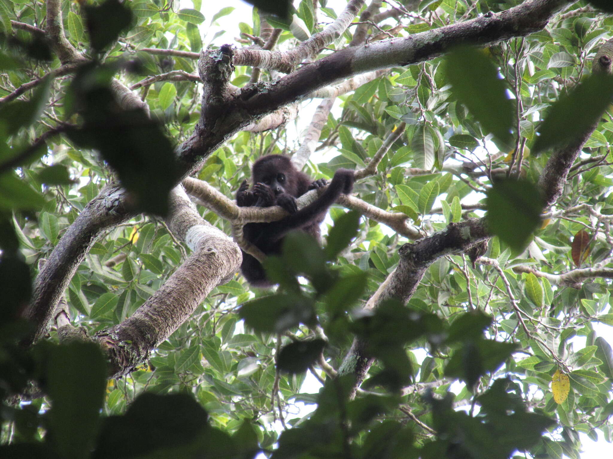 Image of Black Howling Monkey