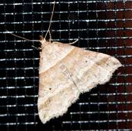 Image of Ambiguous Moth