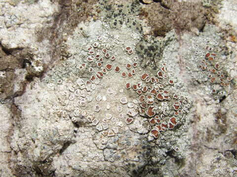 Image of rim lichen