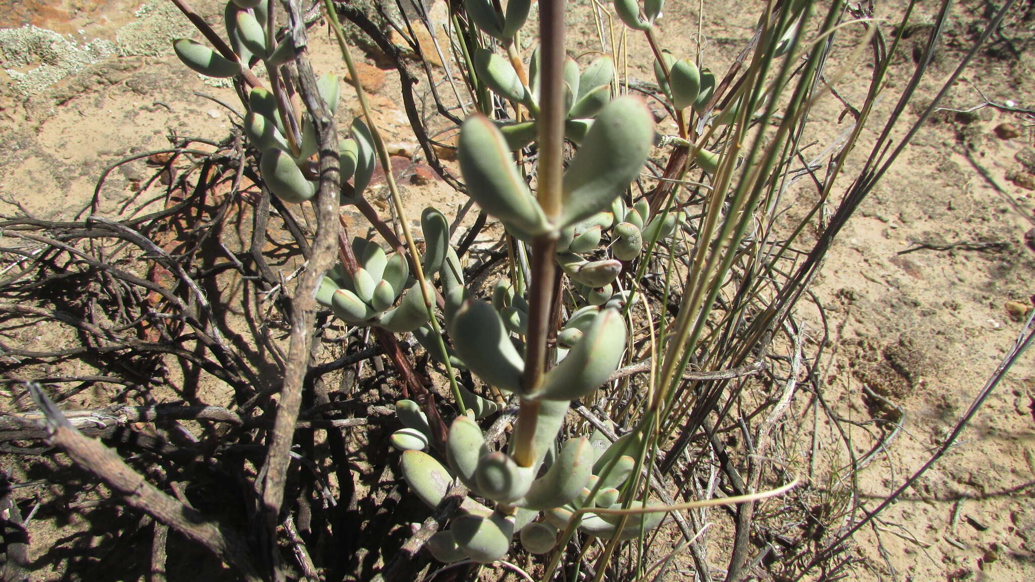 Image of Crassula atropurpurea var. purcellii (Schönl.) Tölken