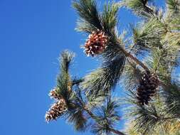 Image of Pinus flexilis var. reflexa Engelm.