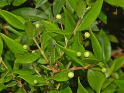 Image de Myrtus communis L.