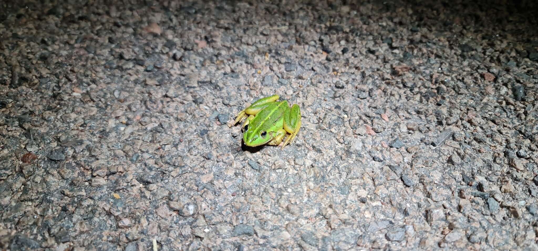 Image of Dahl’s Aquatic Frog