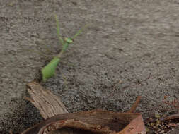 Image de Stagmomantis limbata Hahn 1835