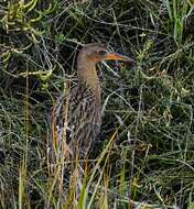 Image of Ridgway's Rail