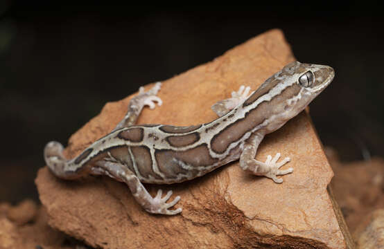 Image of Box-patterned Gecko