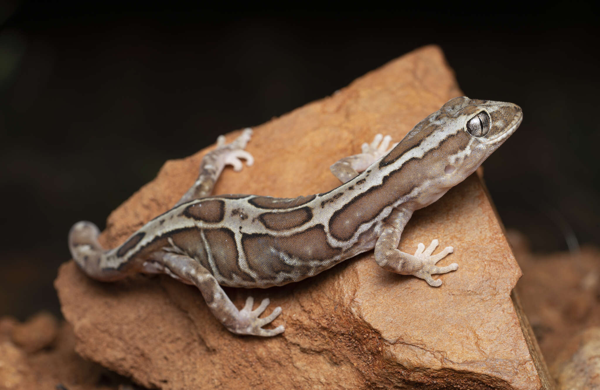 Image of Box-patterned Gecko