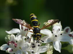 Image of Ceriana conopsoides (Linnaeus 1758)