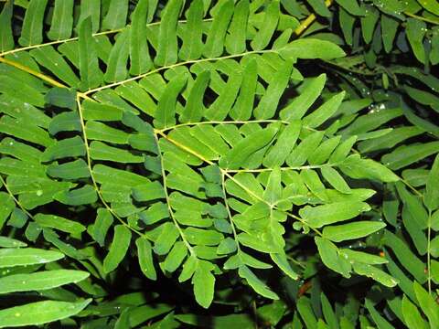 Image of Royal Fern