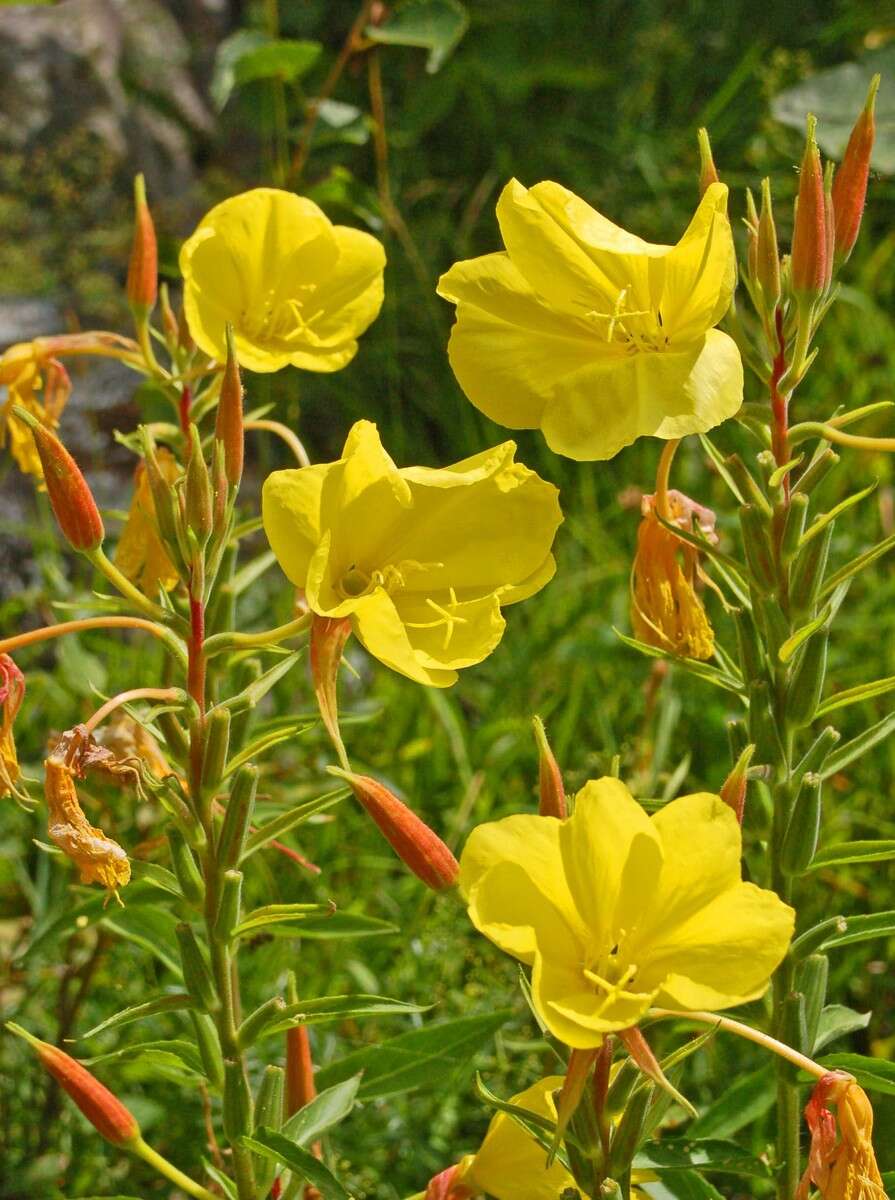 Imagem de Oenothera glazioviana M. Micheli