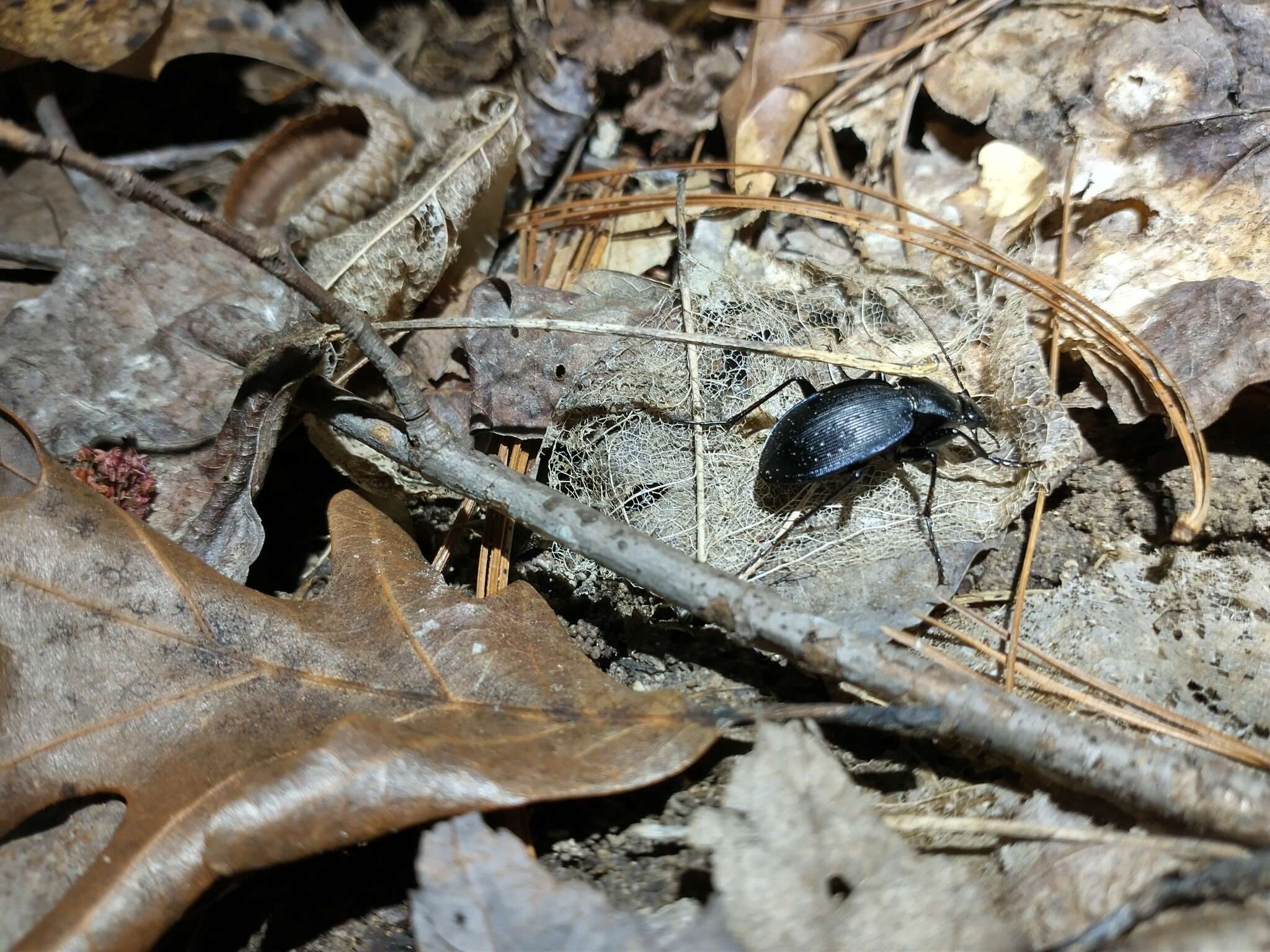 Image of Carabus (Carabus) goryi Dejean 1831