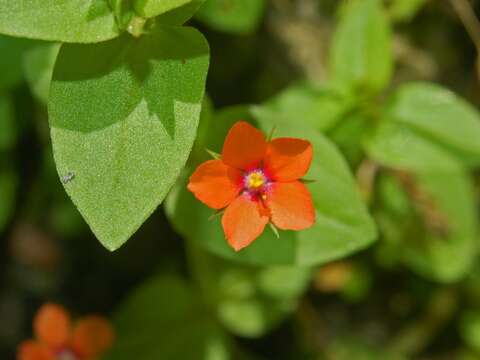 Imagem de Lysimachia foemina (Mill.) U. Manns & Anderb.