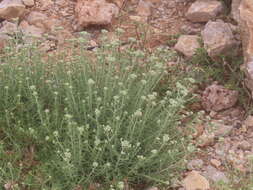 Image of Achillea falcata L.