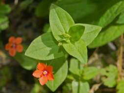 Imagem de Lysimachia foemina (Mill.) U. Manns & Anderb.