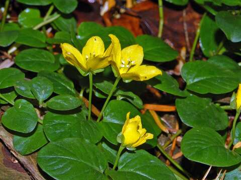 Image of creeping jenny